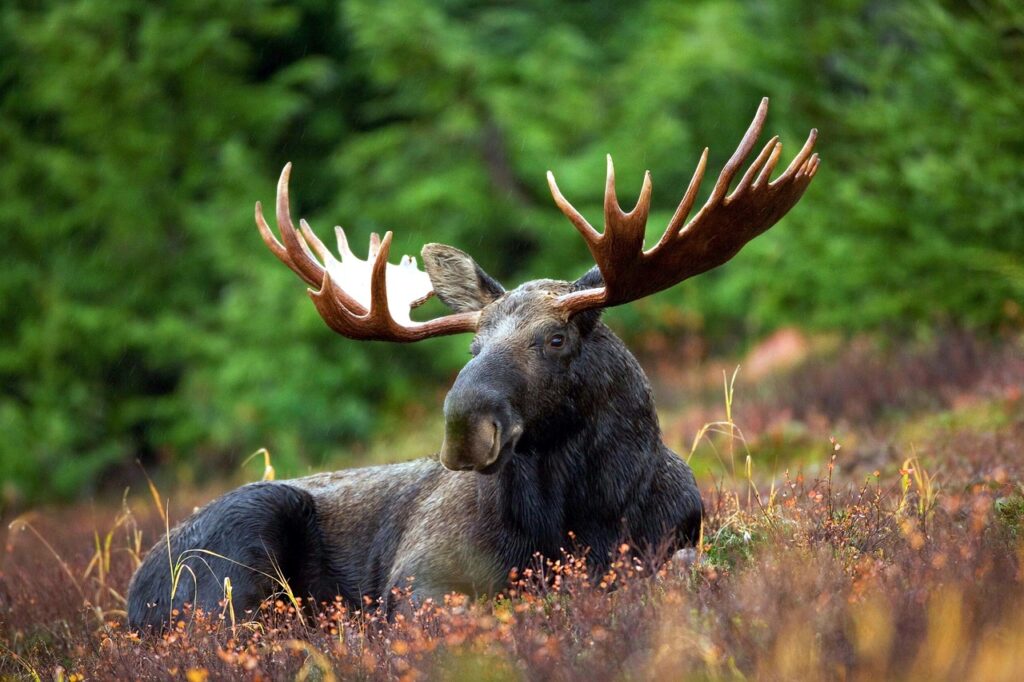 moose, bull, animal, elk, alces alces, antlers, male moose, mammal, wildlife, fauna, wilderness, nature, moose, moose, moose, moose, moose